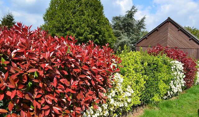 Gyvatvorės krūmai, kuriuos verta rinktis tankesnei uždangai