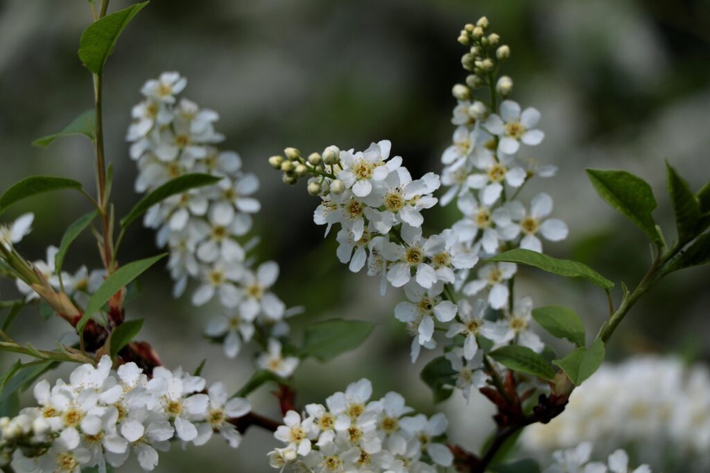 Tinkama vieta ievai: saulė, pavėsis ir skersvėjai