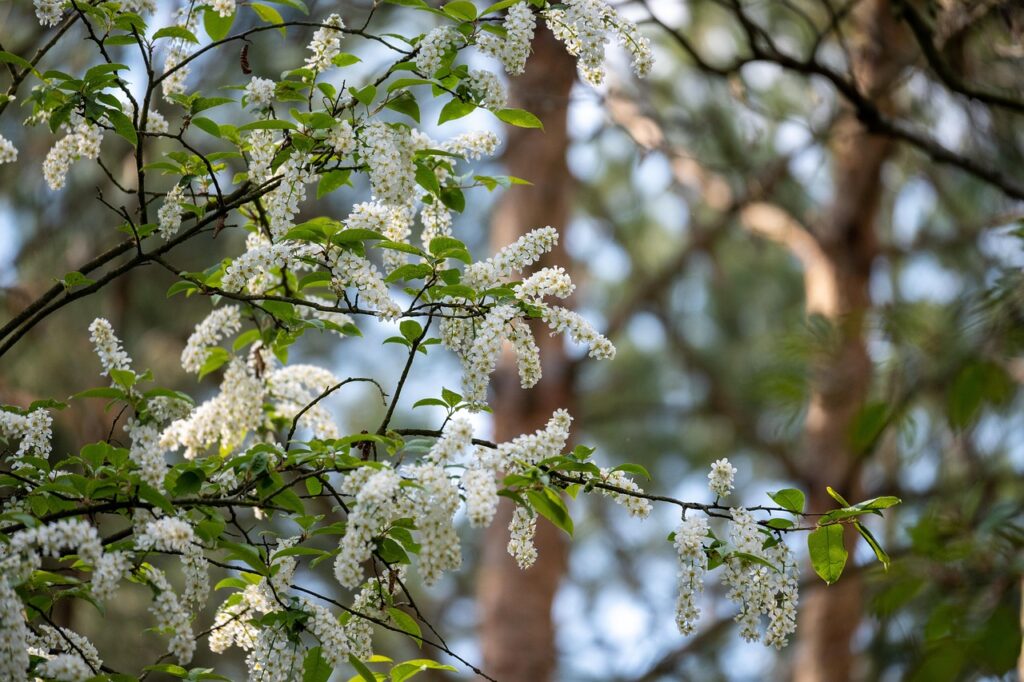 Genėjimas – raktas į gausų žydėjimą