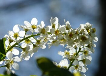 Ieva krūmas – kaip užtikrinti sveiką augimą ir gausų žydėjimą