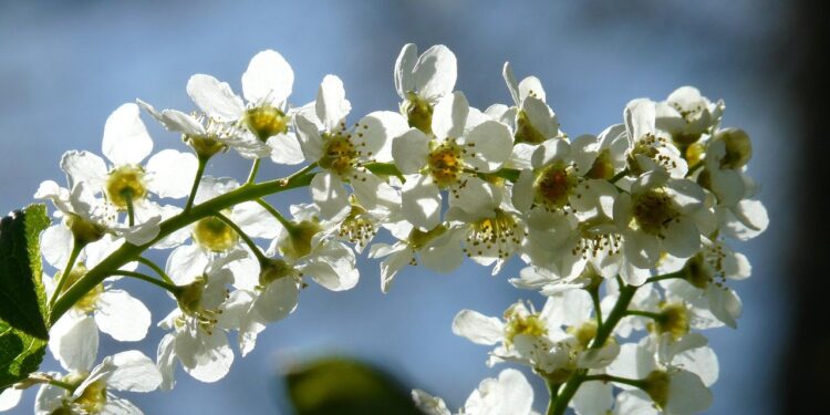 Ieva krūmas – kaip užtikrinti sveiką augimą ir gausų žydėjimą