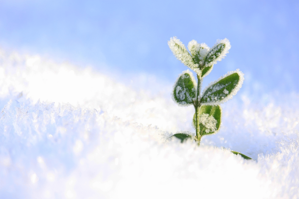 Ką sodinti vasario mėnesį 2026?