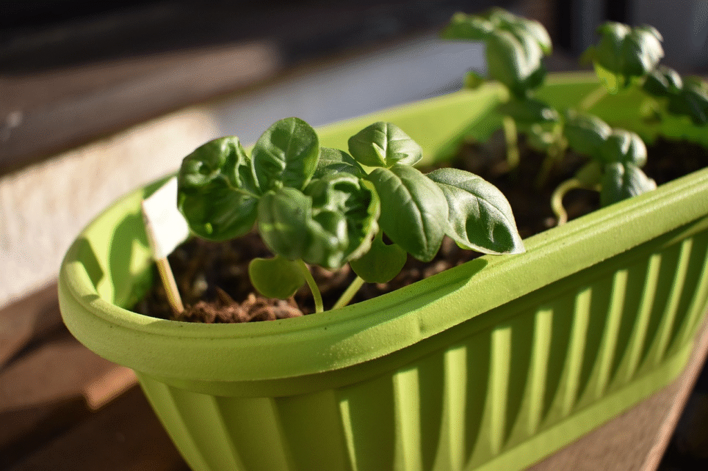 Žaliasis bazilikas – kaip pasiekti gausų derlių auginant namuose