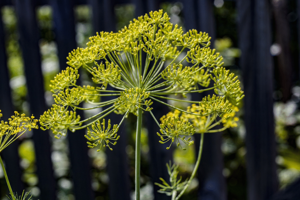Krapų sodinimas – dažniausiai pasitaikančios klaidos ir kaip jų išvengti
