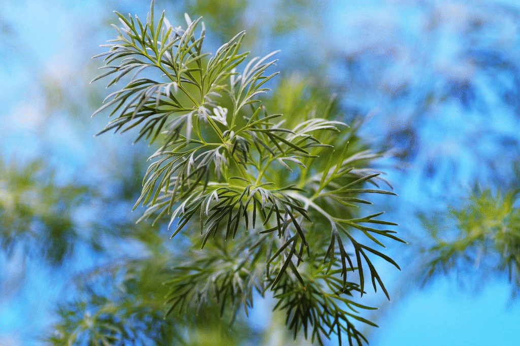 Krapų sodinimas – dažniausiai pasitaikančios klaidos ir kaip jų išvengti