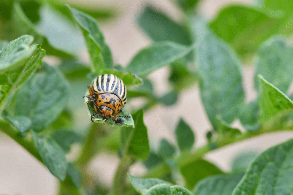 Kaip kovoti su kolorado vabalais – veiksmingiausi būdai apsaugoti derlių