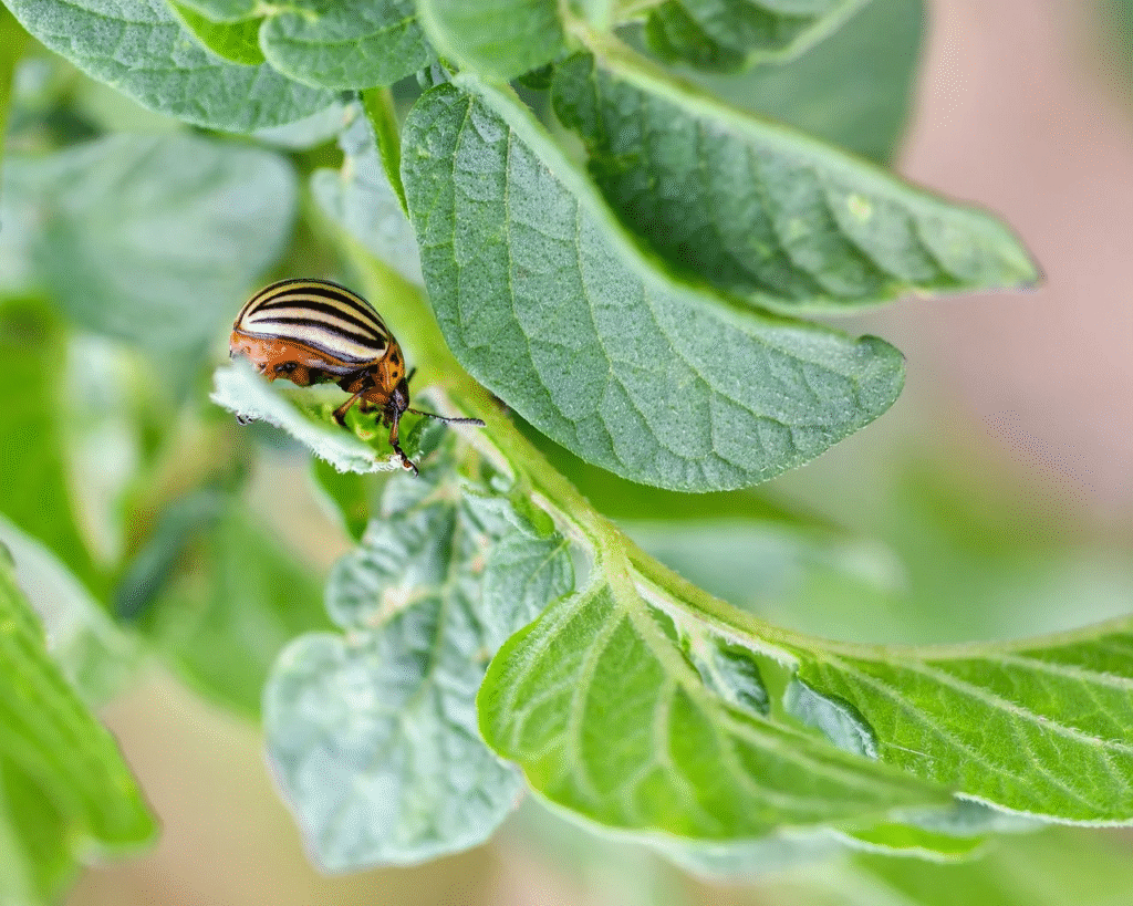 Kolorado vabalų naikinimas: patikimi būdai apsaugoti bulves ir daržoves