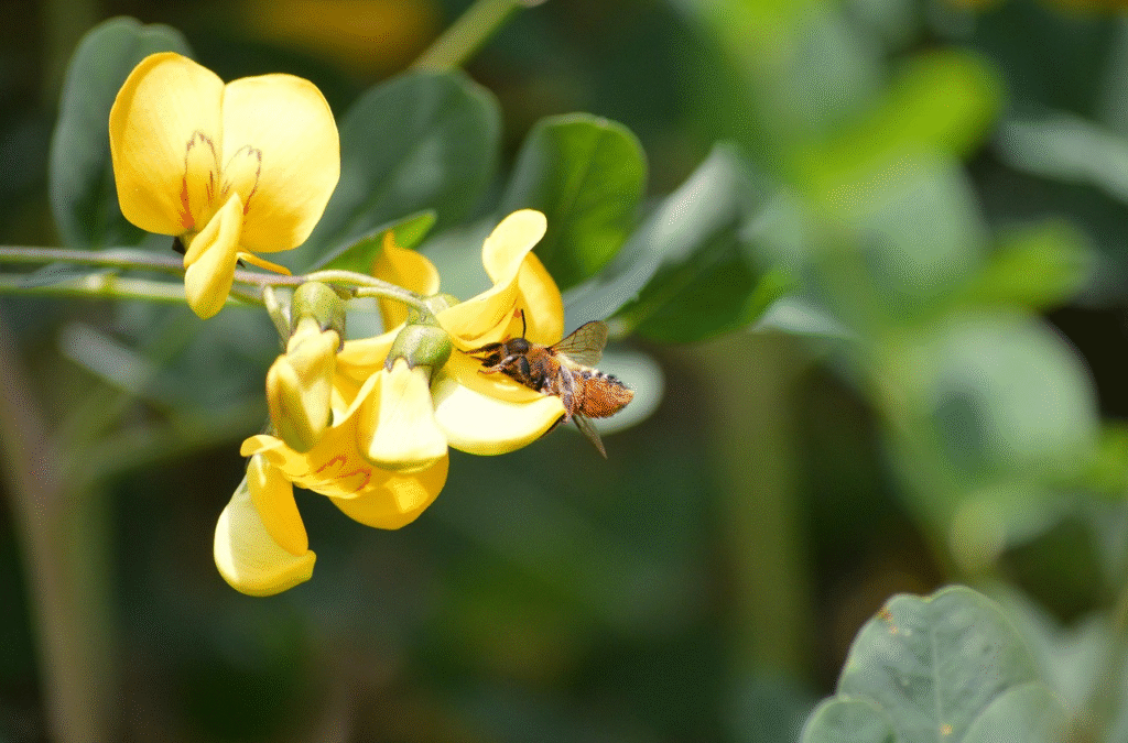 Kada sėti žirnius 2026 metais
