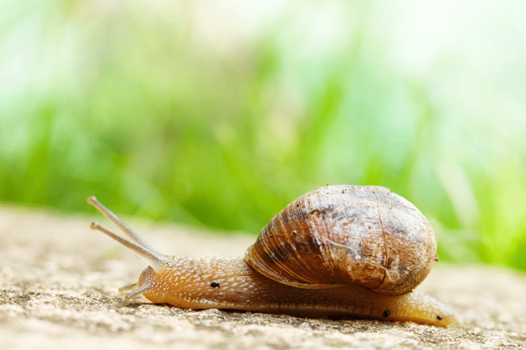 Priemonės nuo šliužų ir sraigių