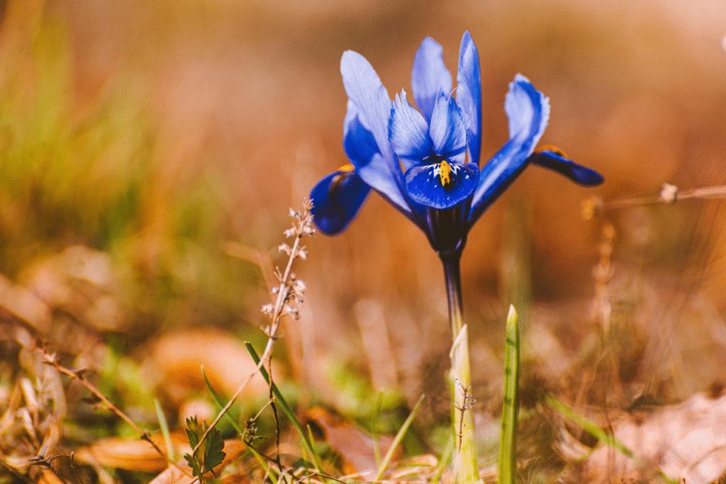 Anksti pavasarį pražystanti gėlė – kokius augalus rinktis pirmiesiems žiedams