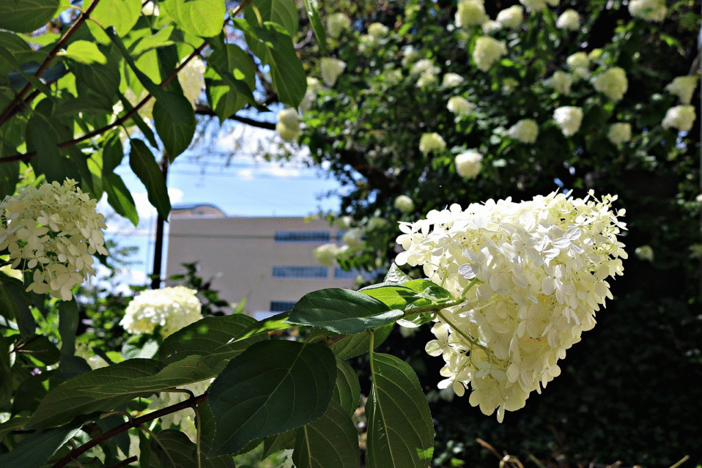 Kaip prižiūrėti putino krūmą, kad žydėtų gausiai kiekvieną sezoną