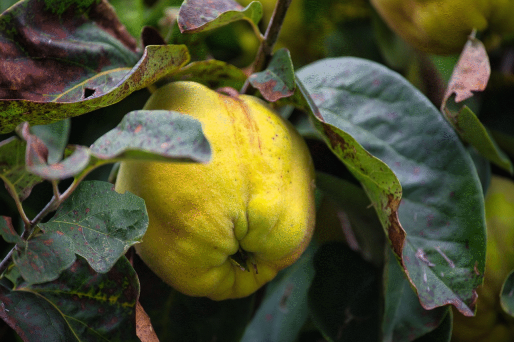 Kaip teisingai prižiūrėti svarainių krūmą pavasarį, kad užaugintų daugiau vaisių
