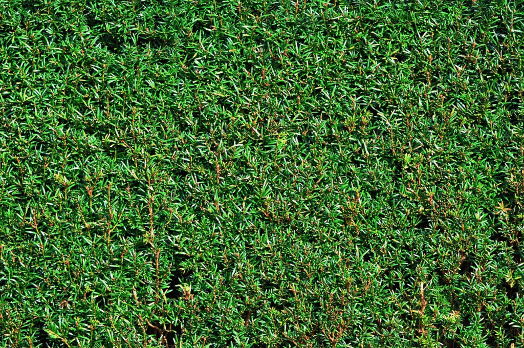 Gyvatvorės krūmai, kuriuos verta rinktis tankesnei uždangai