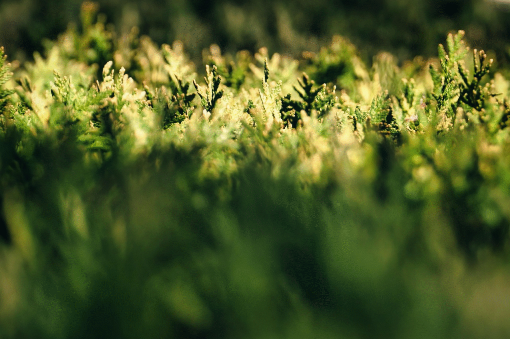 Gyvatvorės krūmai, kuriuos verta rinktis tankesnei uždangai