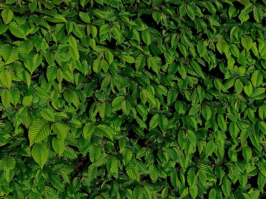 Gyvatvorės krūmai, kuriuos verta rinktis tankesnei uždangai