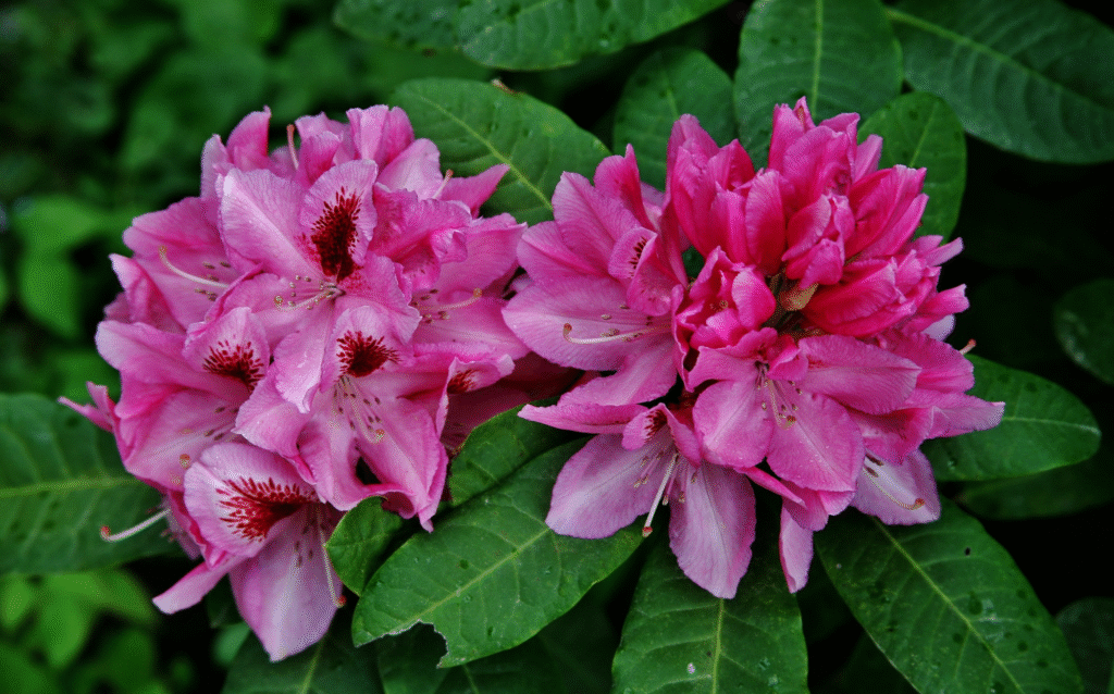 Kaip parinkti tinkamą vietą azalijos krūmui ir kokie priežiūros žingsniai padeda išlaikyti gausų žydėjimą