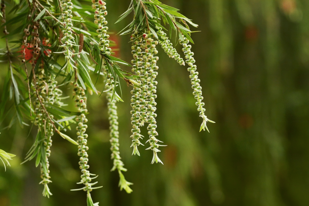 Populiariausi dekoratyviniai krūmai ir medeliai, kuriuos renkasi Lietuvos sodininkai
