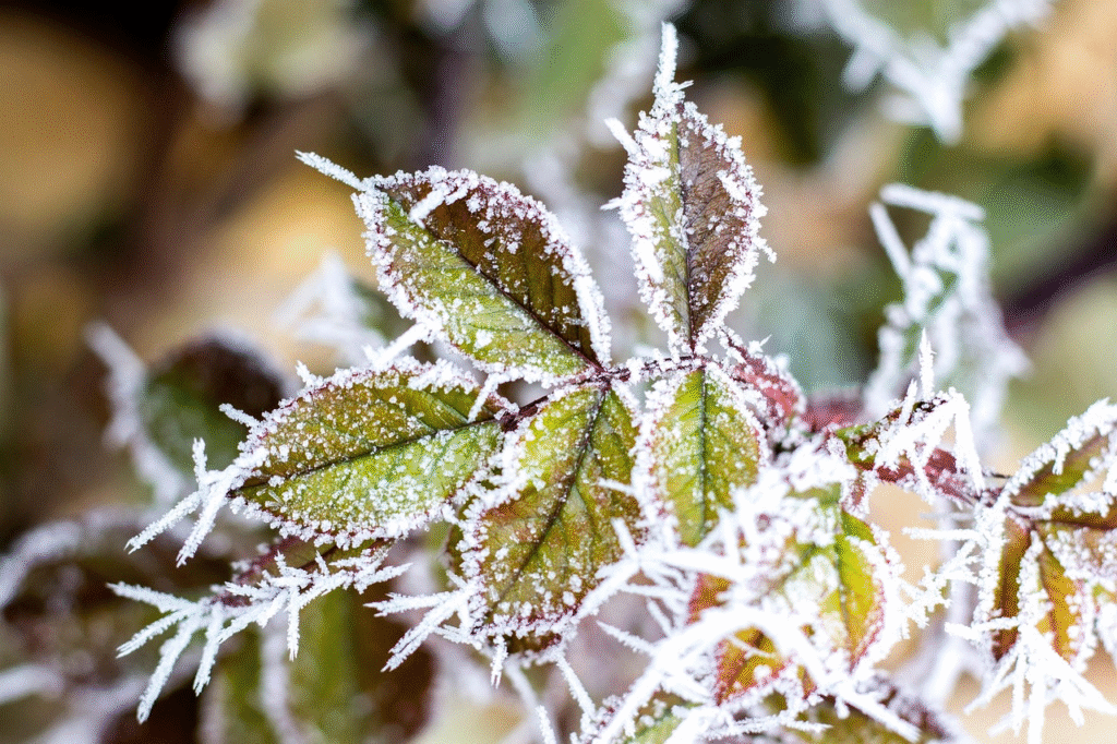 Ką sodinti gruodžio mėnesį 2025?