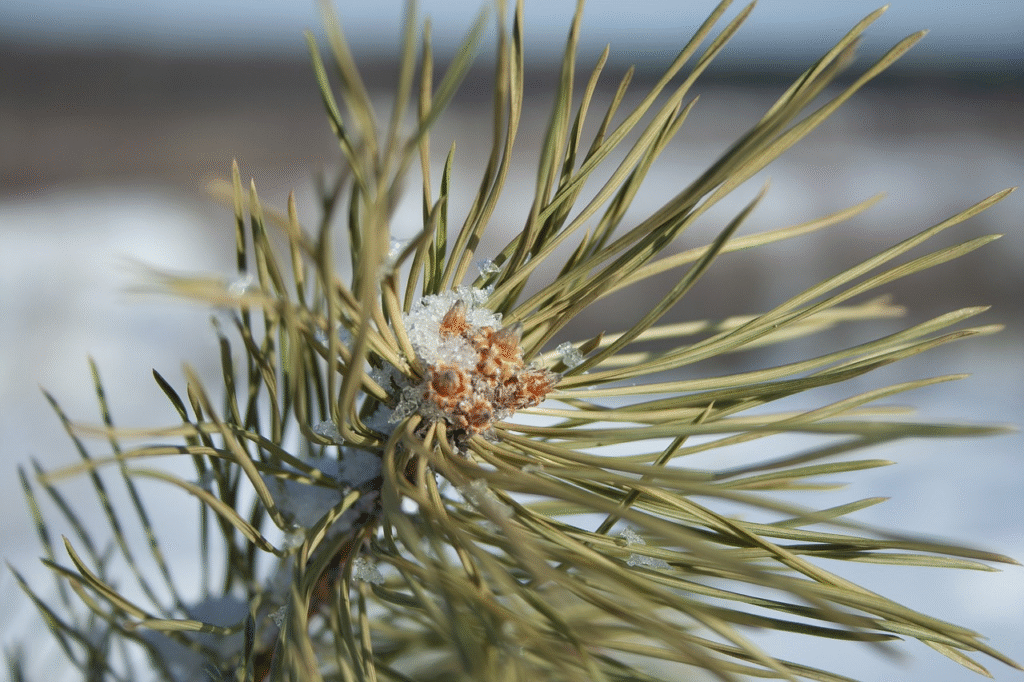 Ką sodinti vasario mėnesį 2026?