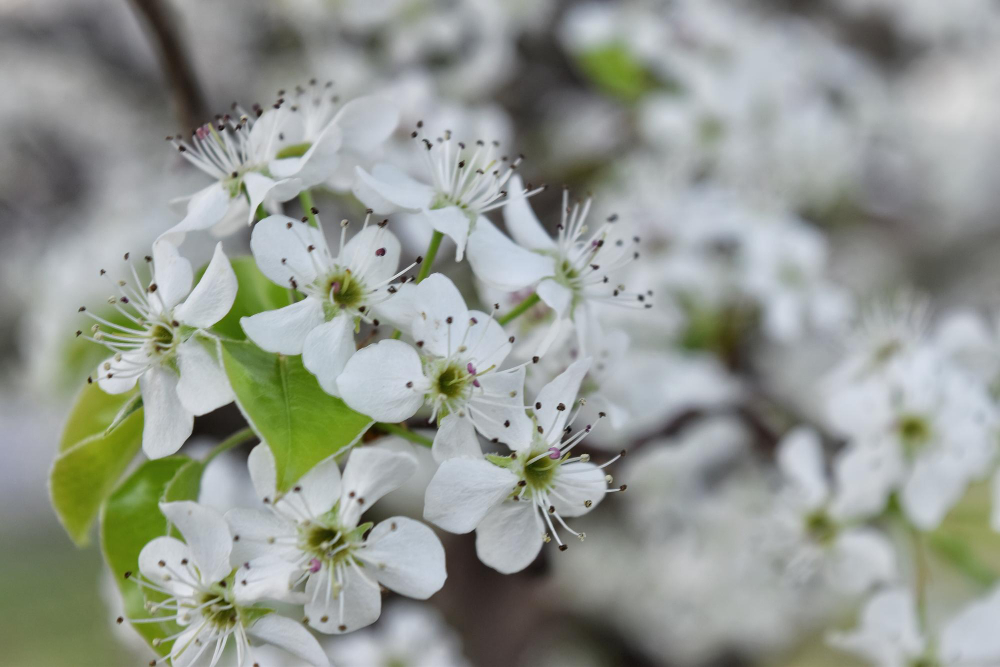 Priežiūra žiemą: apsauga, stebėjimas ir klaidos, kurios gali kainuoti žydėjimą