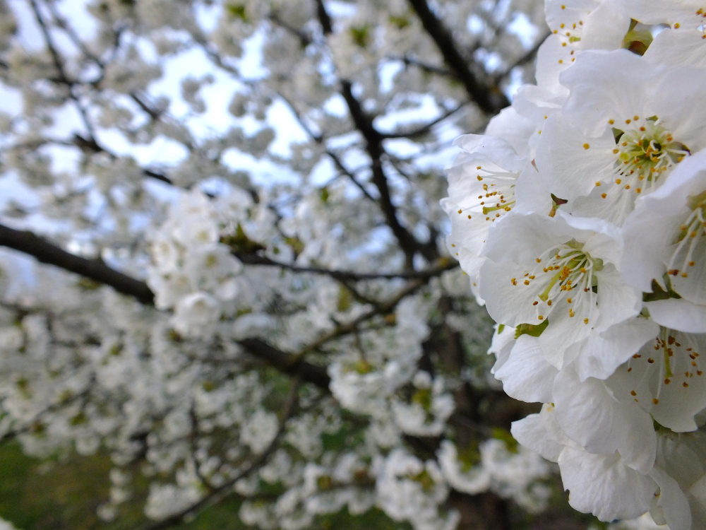 Priežiūra vasarą: žydėjimo palaikymas ir krūmo formavimas