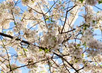 Kaip prižiūrėti jazmino krūmus skirtingais metų laikais, kad jie formuotų daugiau žiedų ir išliktų dekoratyvūs