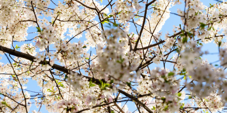 Kaip prižiūrėti jazmino krūmus skirtingais metų laikais, kad jie formuotų daugiau žiedų ir išliktų dekoratyvūs