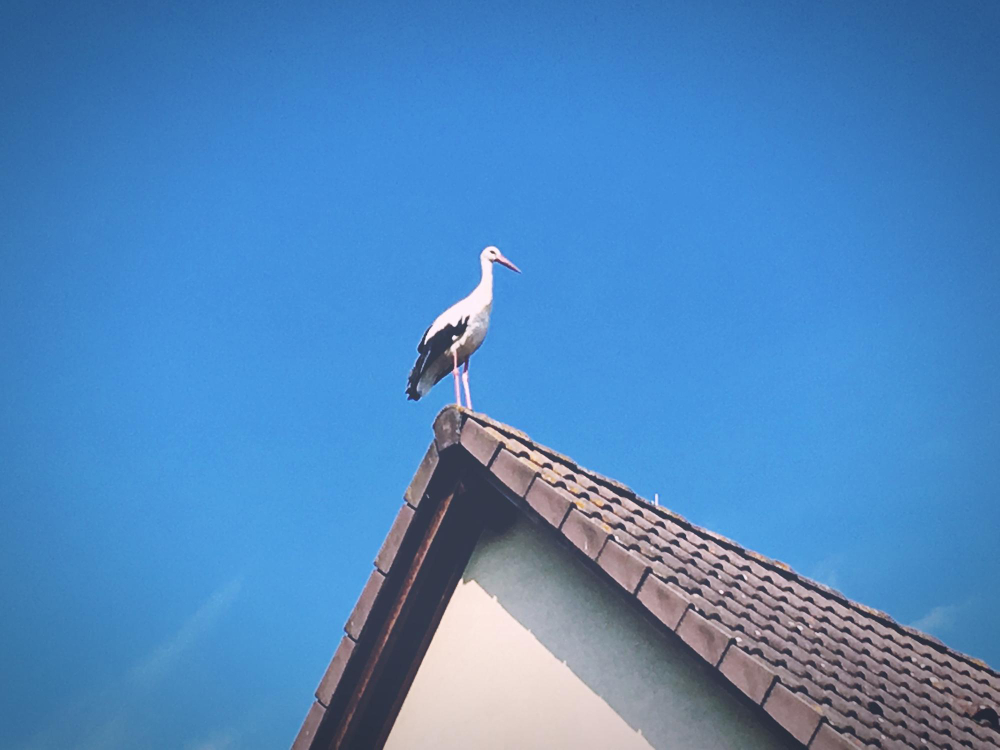 Kada gandrų atbaidyti dar galima, o kada – jau per vėlu