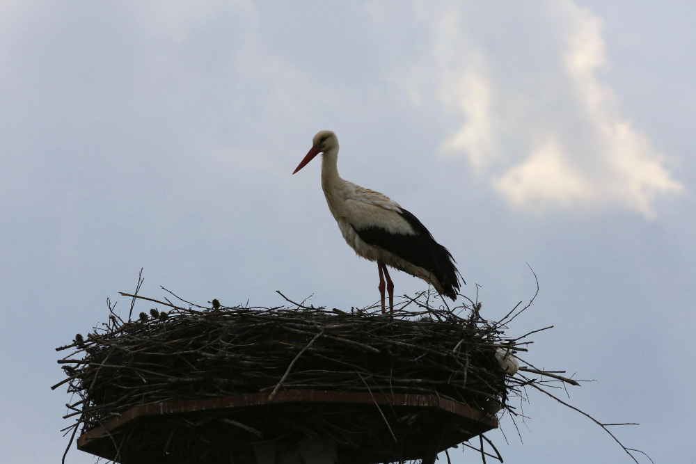 Kaip atbaidyti gandrus nuo stogo – veiksmingi būdai