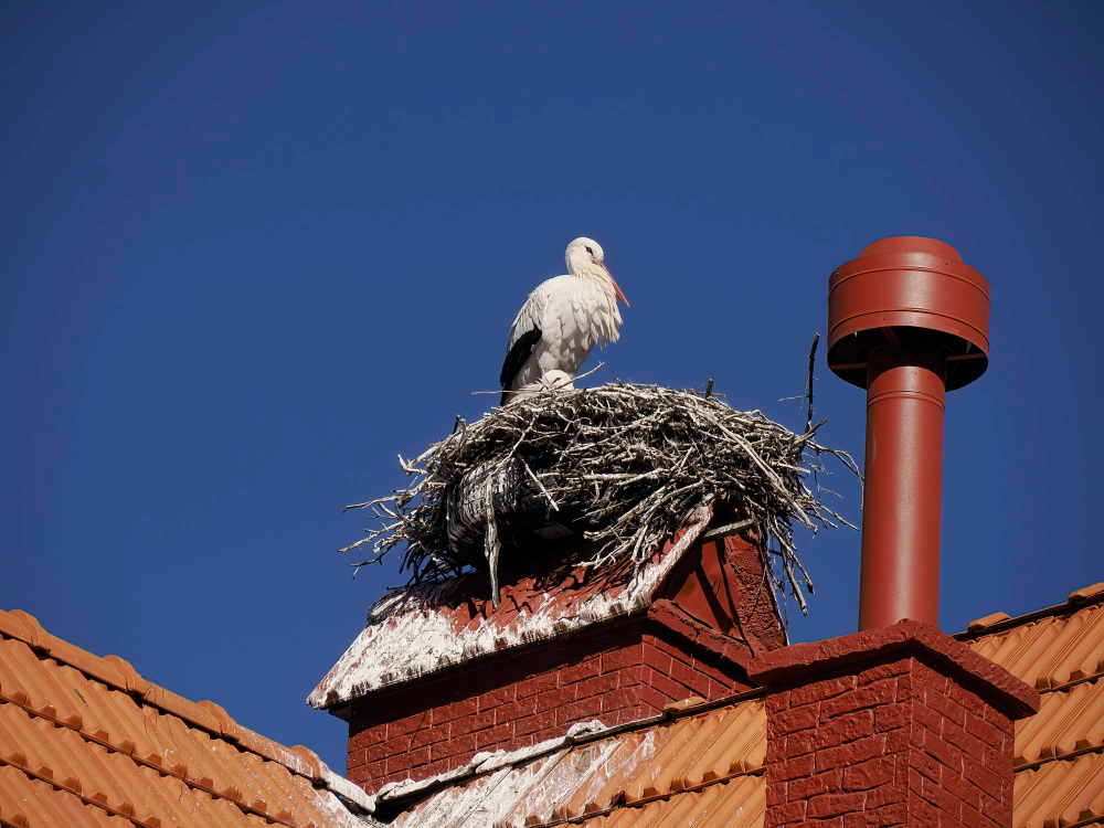 Dažniausios klaidos bandant atbaidyti gandrus