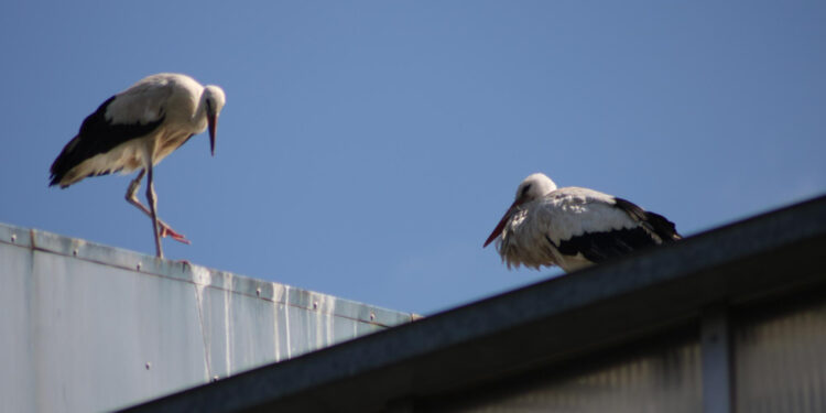 Kaip atbaidyti gandrus nuo stogo ar kiemo