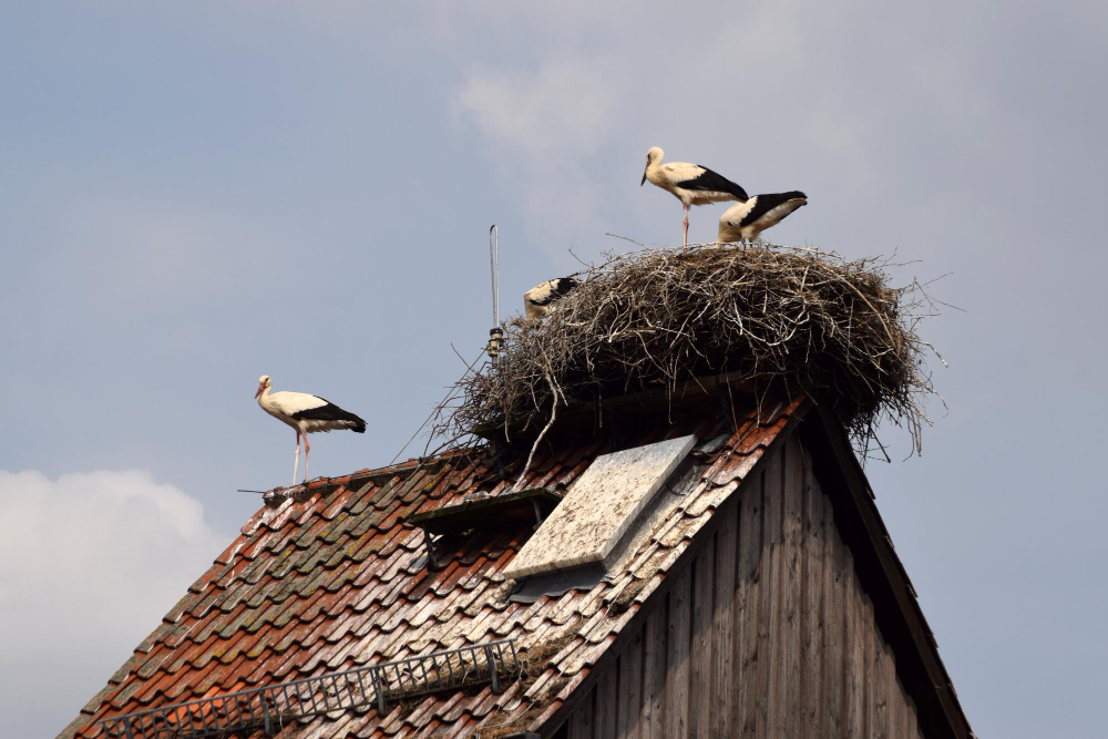 Ar galima gandrus atbaidyti humaniškai ir legaliai