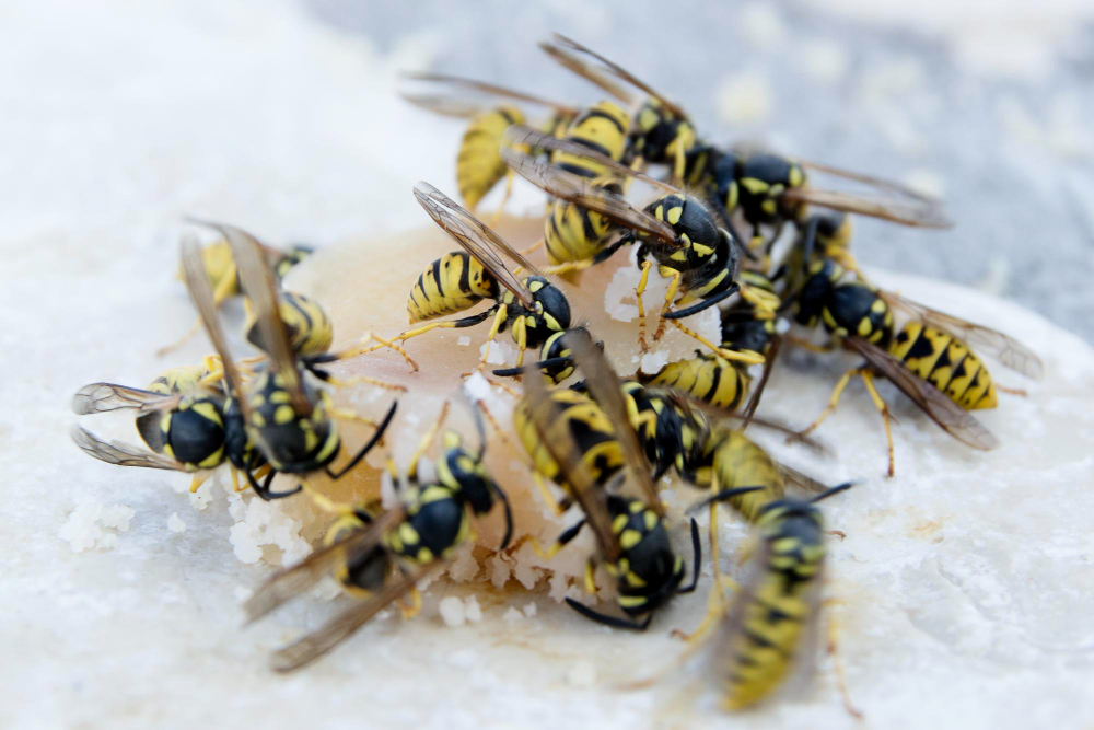Veiksmingi būdai atbaidyti vapsvas nuo namų