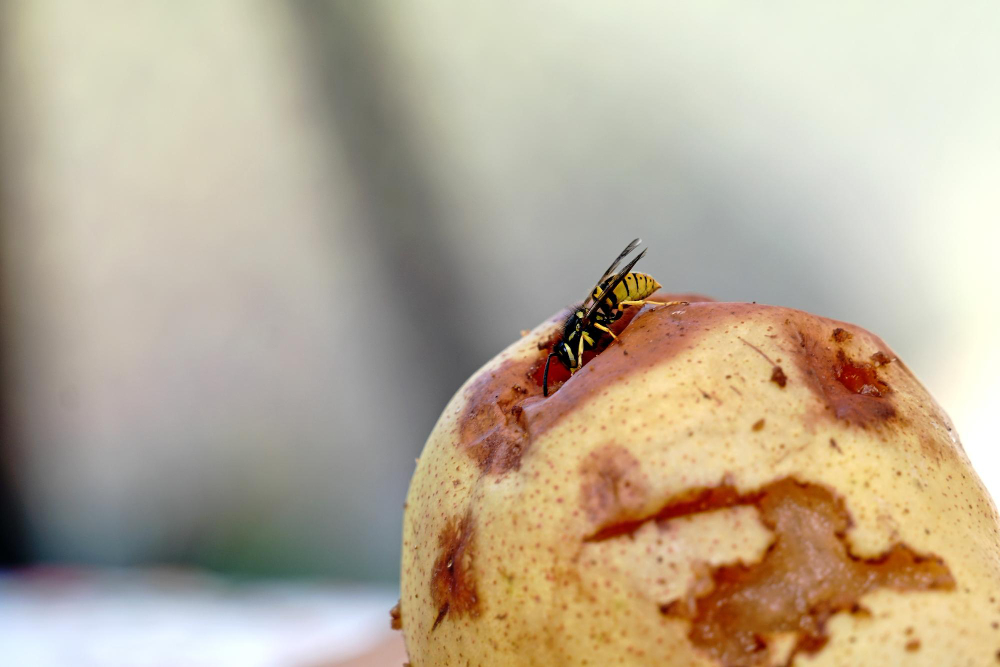 Veiksmingi būdai atbaidyti vapsvas sode