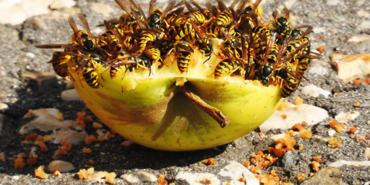 Kaip atbaidyti vapsvas nuo namų, terasos ar sodo