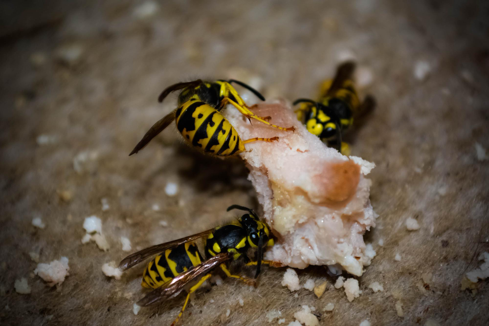 Dažniausios klaidos bandant atsikratyti vapsvų