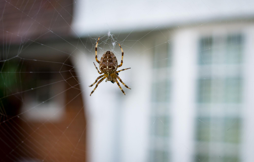 Veiksmingi būdai atbaidyti vorus iš namų