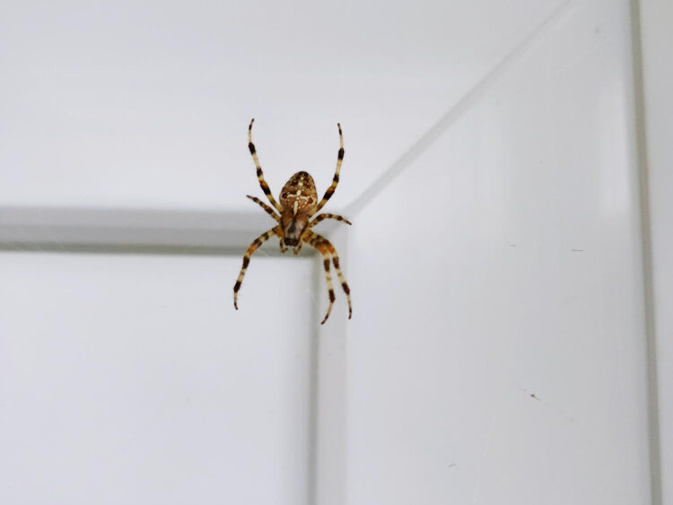 Veiksmingi būdai atbaidyti vorus iš rūsio