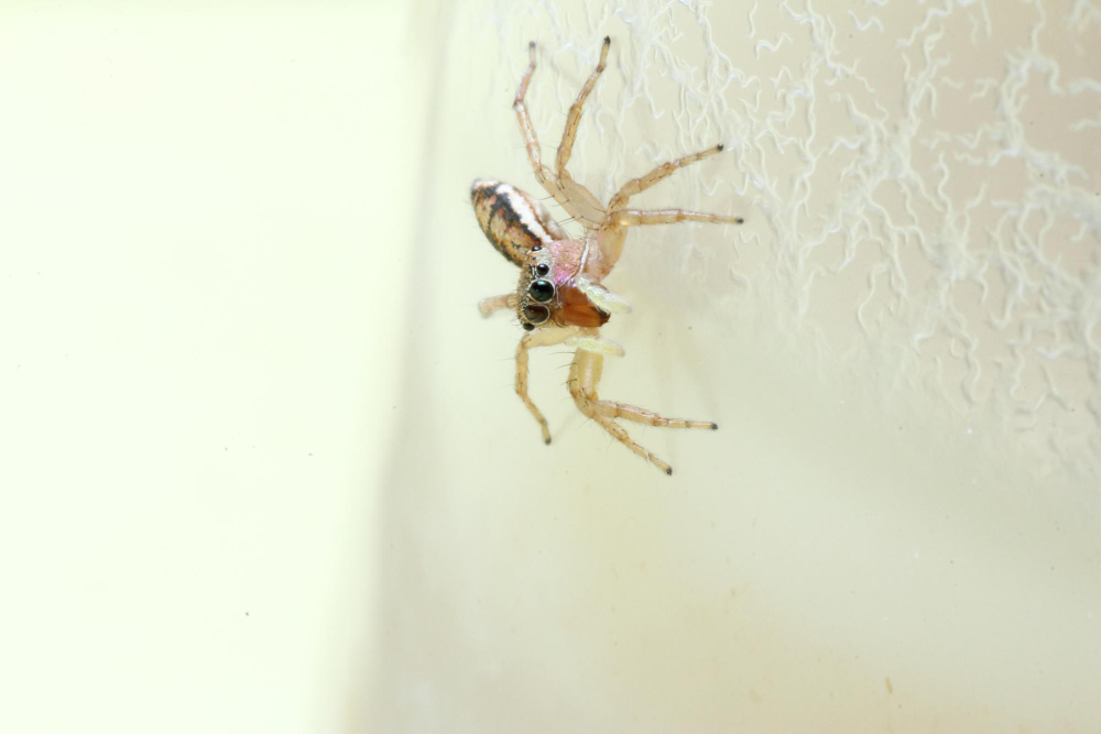 Kada vorų atsiranda daugiausia ir kodėl tuo metu jie lenda į patalpas