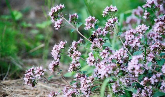 Kaip atrodo raudonėlis ir kaip jį atpažinti gamtoje ar sode
