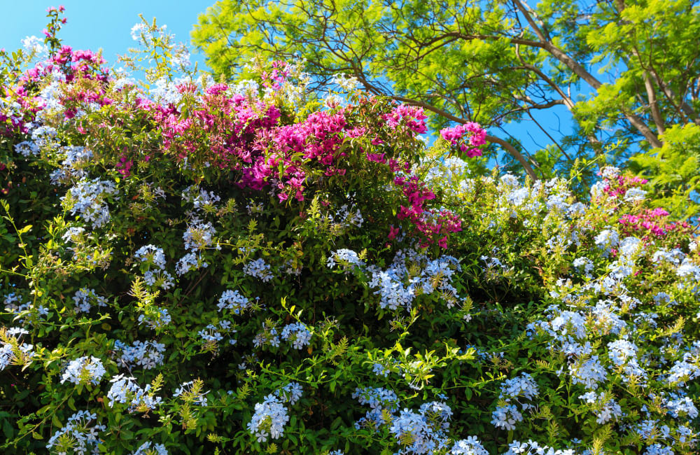 Kaip derinti krūmus tarpusavyje