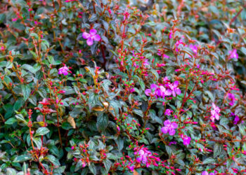 Kaip išsirinkti tinkamiausius krūmus savo sodui, kad jie harmoningai derėtų tarpusavyje