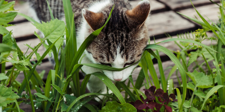 Katės darže: kaip jas atbaidyti nekenkiant augalams