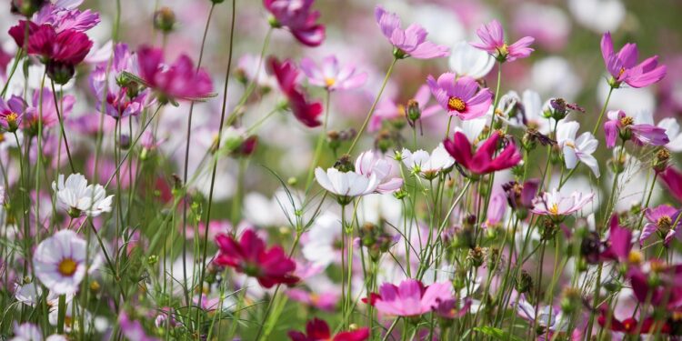 Kokias gėles sodinti pavasarį – geriausi pasirinkimai jūsų sodui