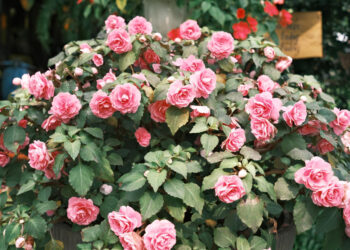 Kokioje sodo vietoje rožių krūmai geriausiai auga ir kokių klaidų būtina vengti sodinant