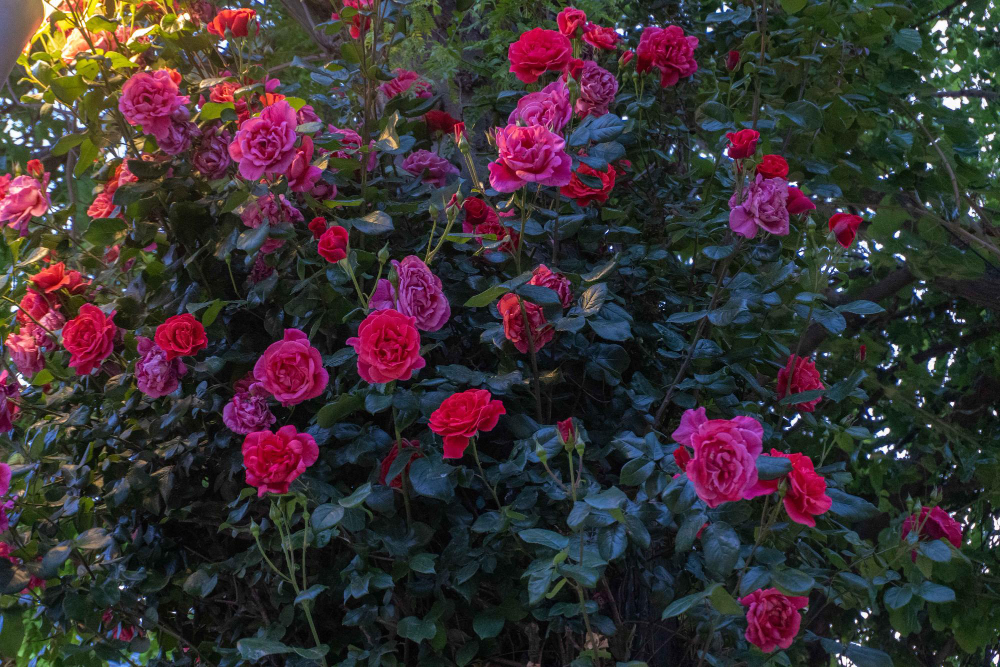 Kodėl rožėms vieta sode yra tokia svarbi