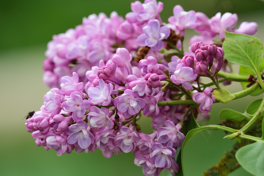 Dažniausios alyvų problemos ir jų poveikis žiedams bei kvapui