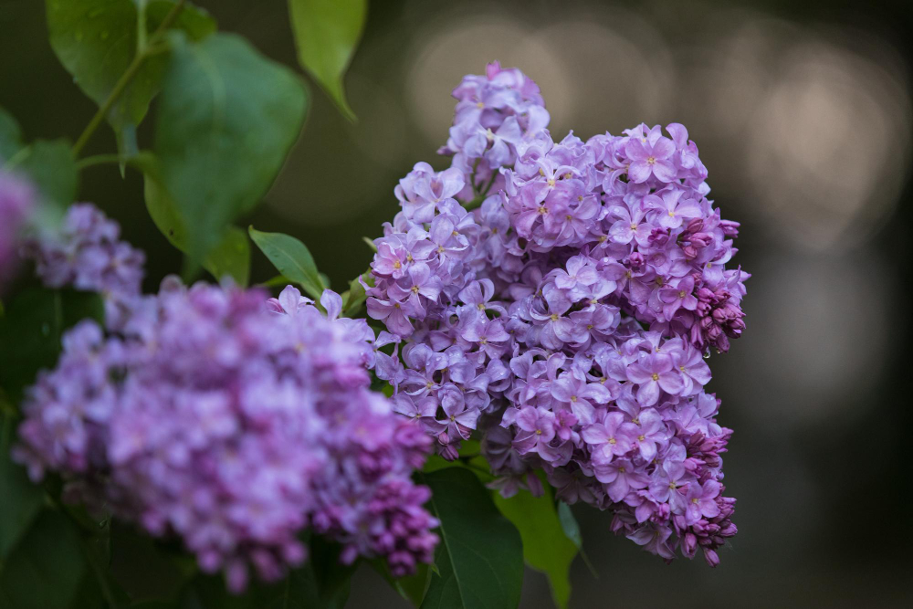 Genėjimas ir tręšimas — kada ir kaip skatinti žiedus bei aromatą