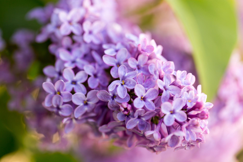 Dirvožemis, drėgmė ir šviesa — trys svarbiausi žiedų gausumo veiksniai