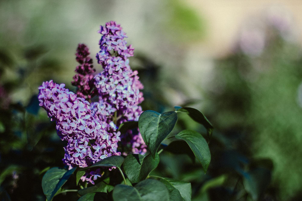 Kaip kaime supratau alyvų žydėjimo paslaptis